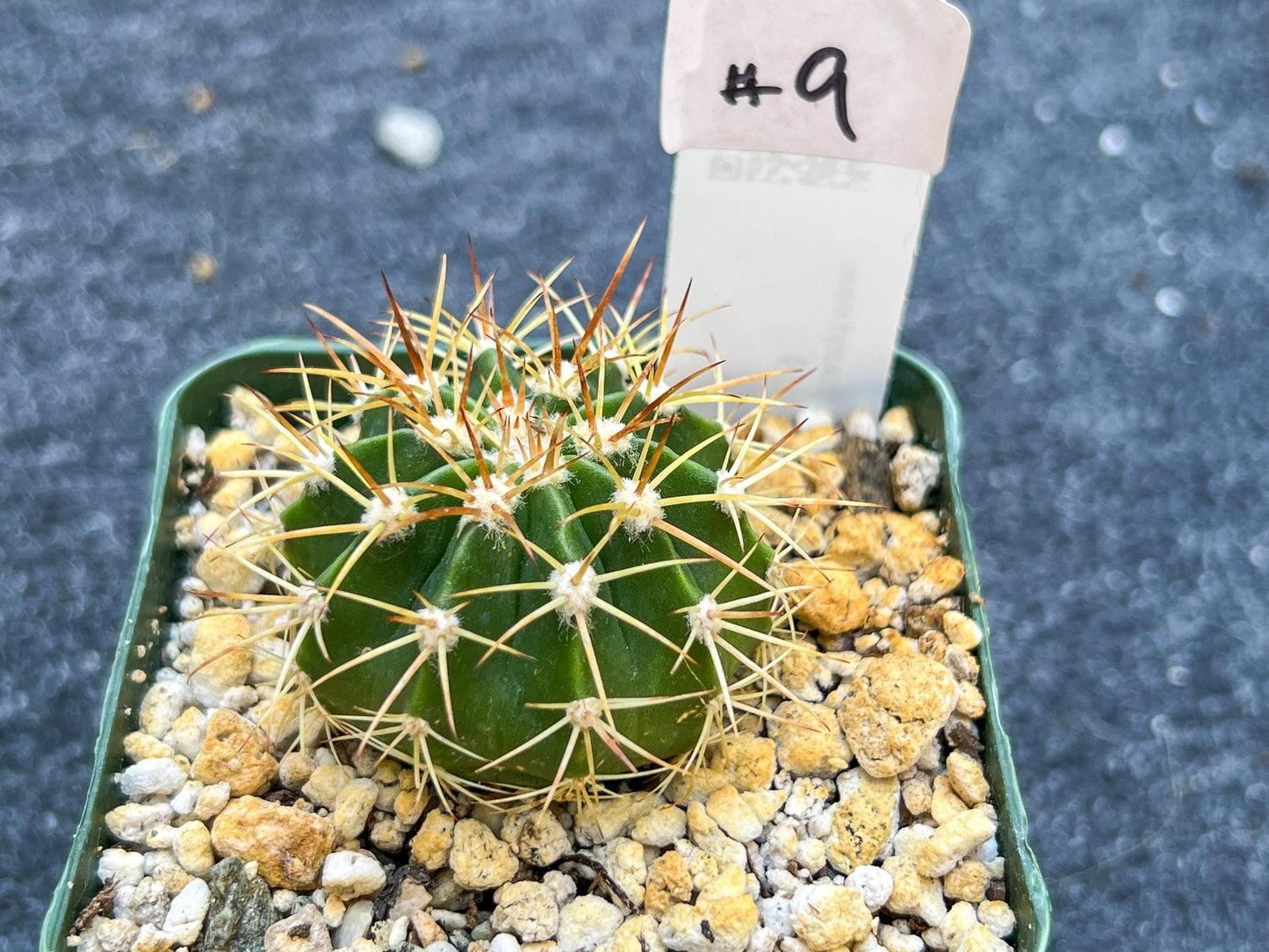 Rare Cactus Collections (C1)(1~9) | Plant names listed in descriptions | 3.5Pot