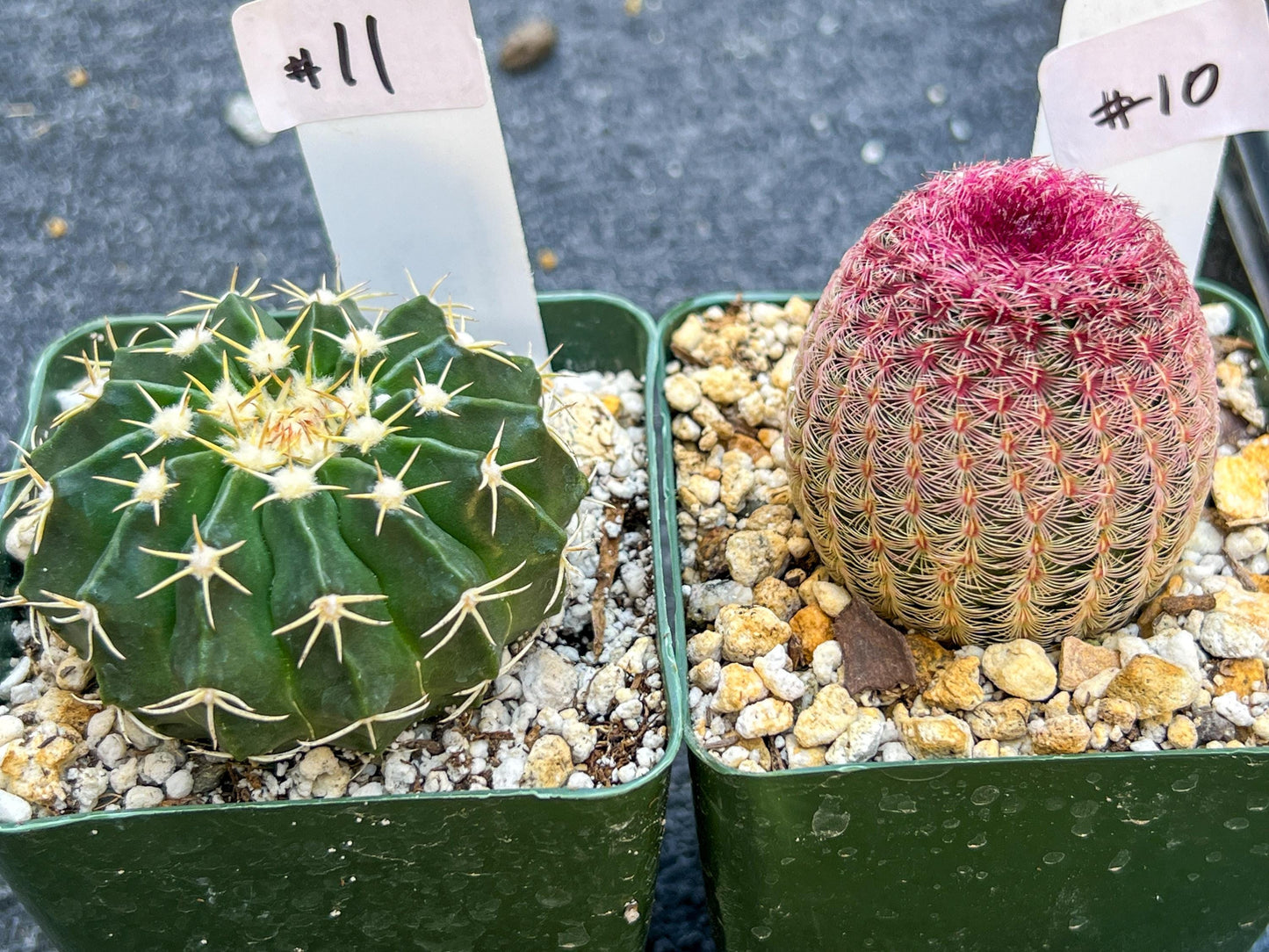 Rare Cactus Collections (C1)(10~16) | Plant names listed in descriptions | 3.5Pot