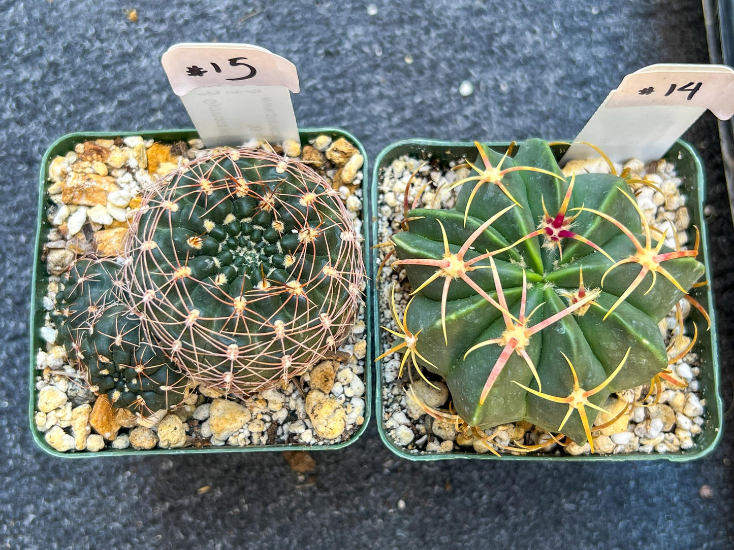 Rare Cactus Collections (C1)(10~16) | Plant names listed in descriptions | 3.5Pot