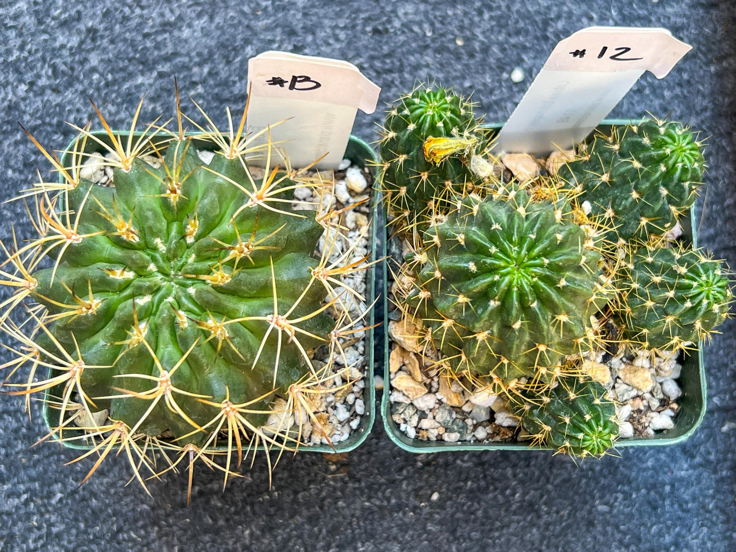 Rare Cactus Collections (C1)(10~16) | Plant names listed in descriptions | 3.5Pot