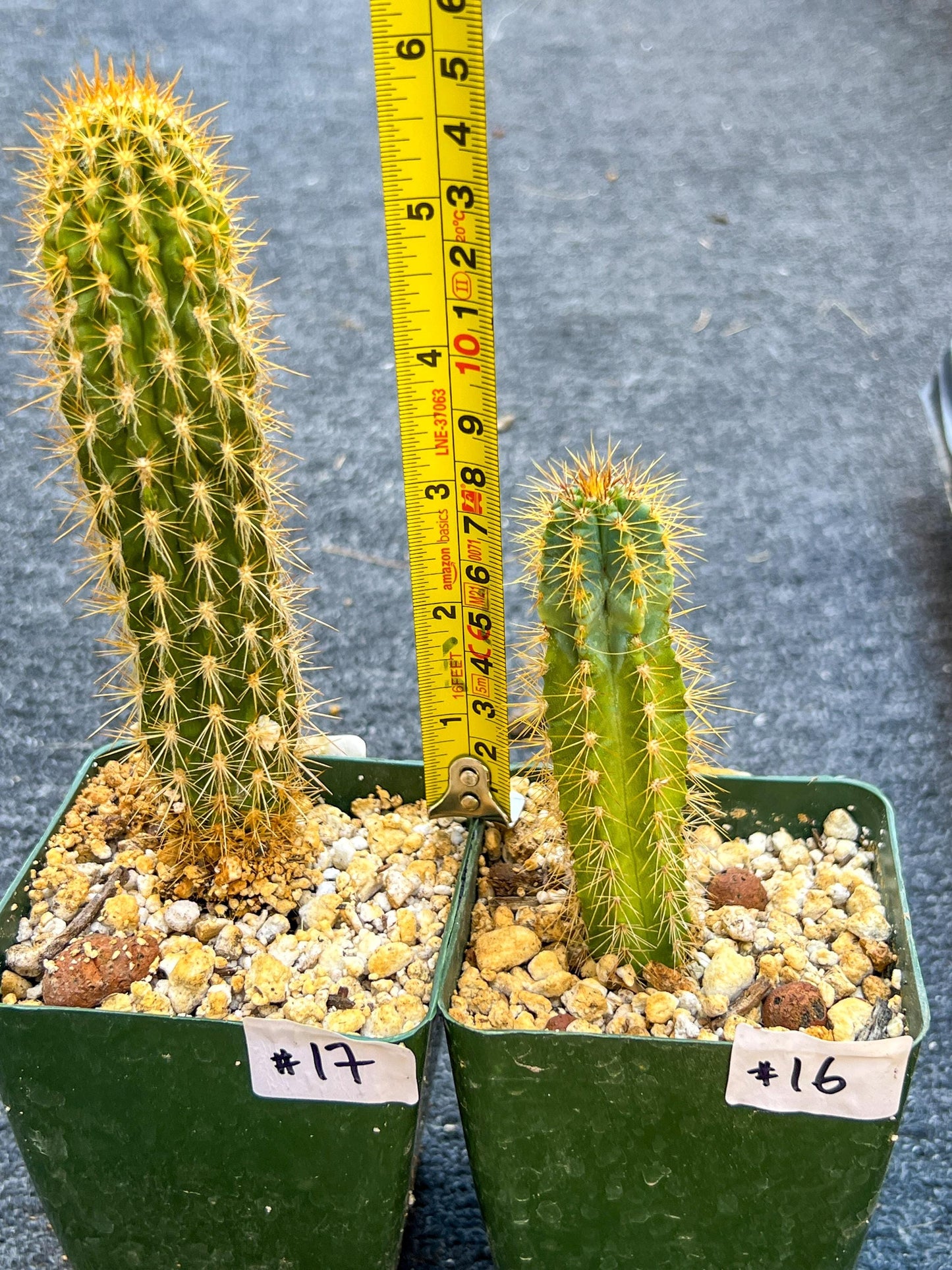 Rare Cactus Collections (C1)(10~16) | Plant names listed in descriptions | 3.5Pot