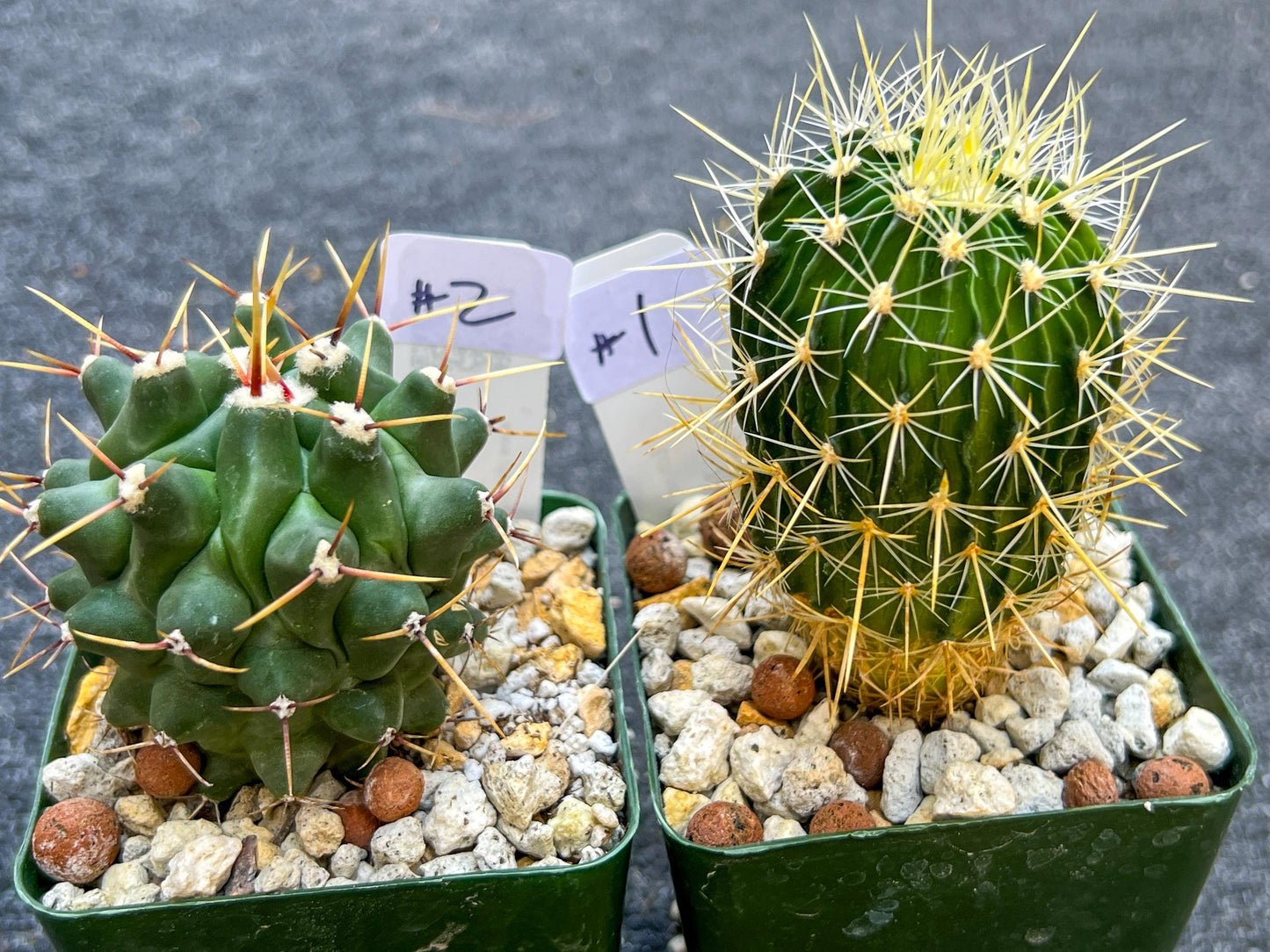 Rare Cactus Collections (C2)(1~8) | Plant names listed in descriptions | 3.5Pot