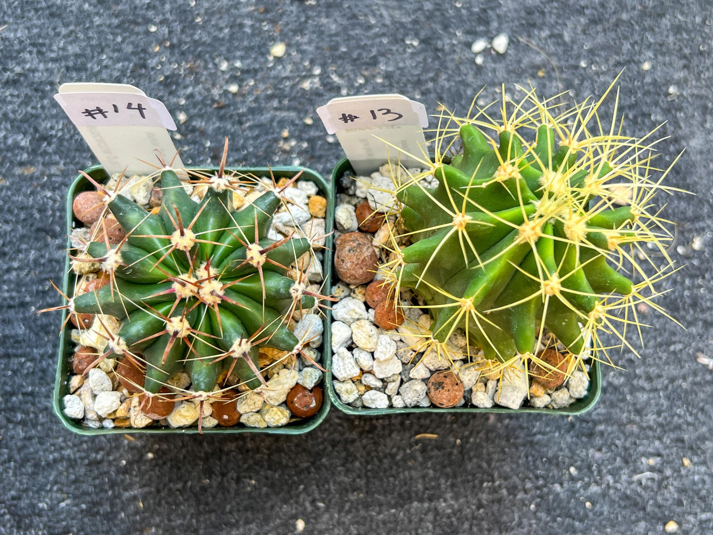 Rare Cactus Collections (C2)(8~15) | Plant names listed in descriptions | 3.5Pot