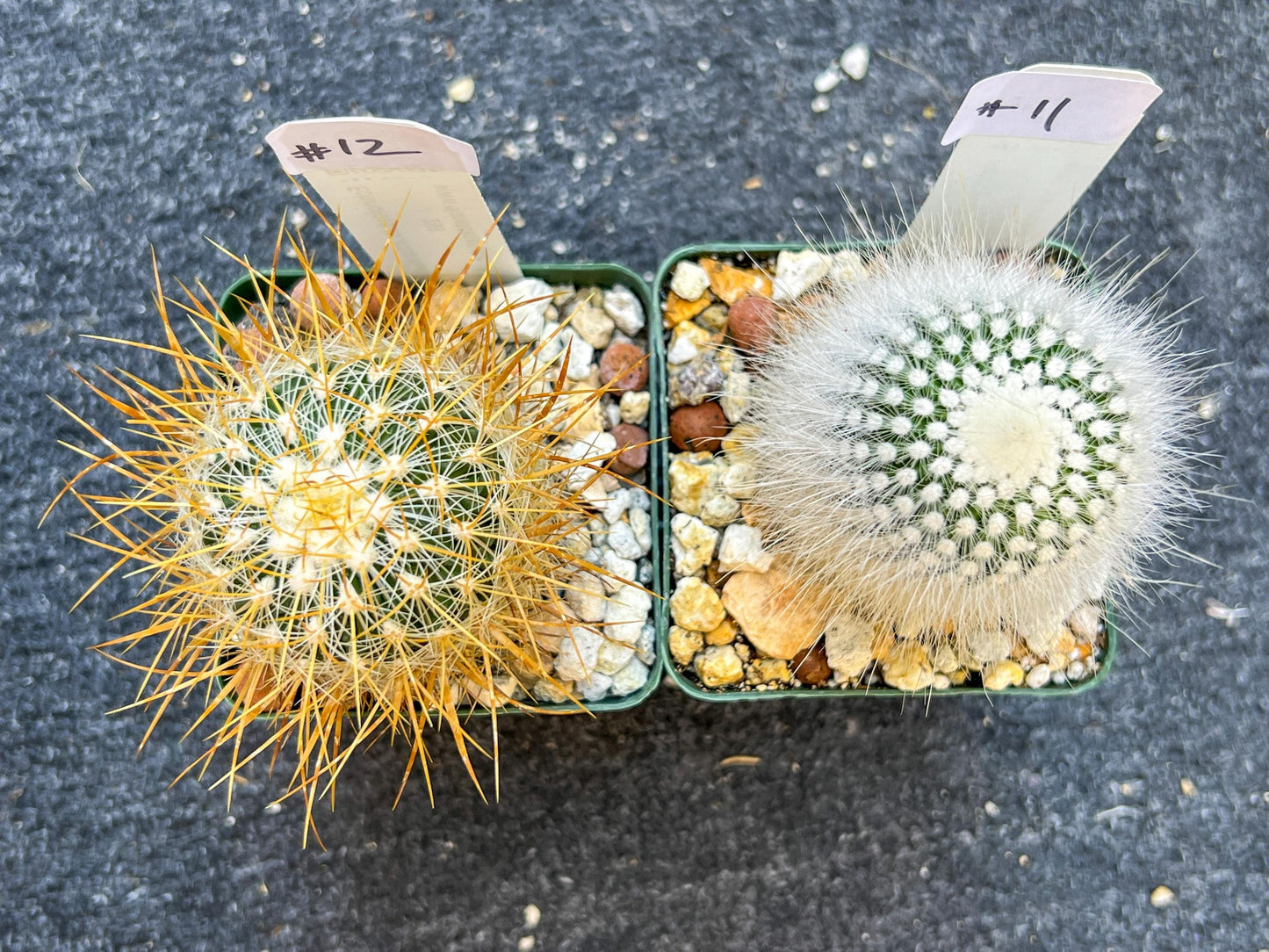 Rare Cactus Collections (C2)(8~15) | Plant names listed in descriptions | 3.5Pot