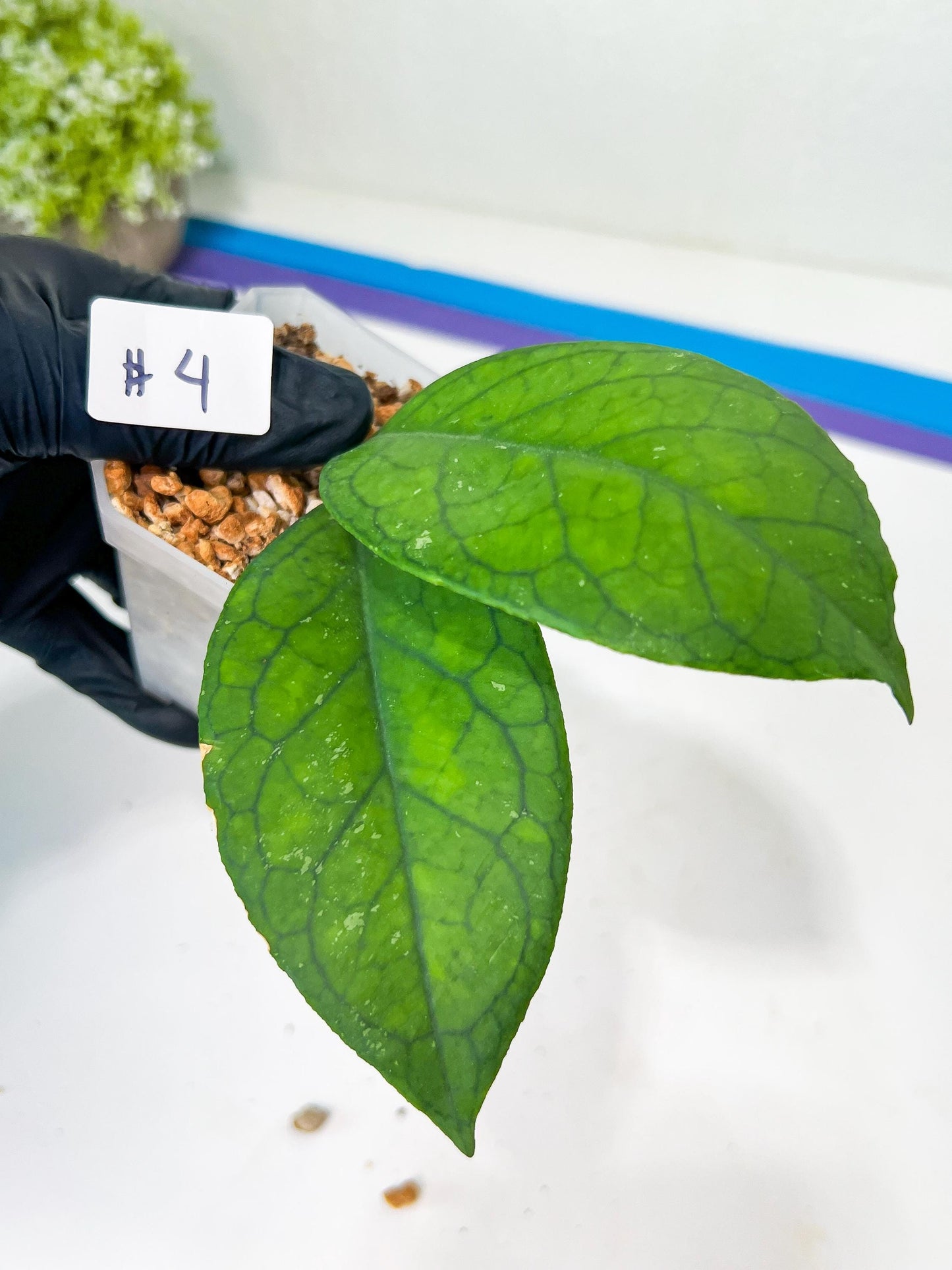 Hoya tanggamus indonesia (#LA) | Imported Hoyas | 2.5" pot Included