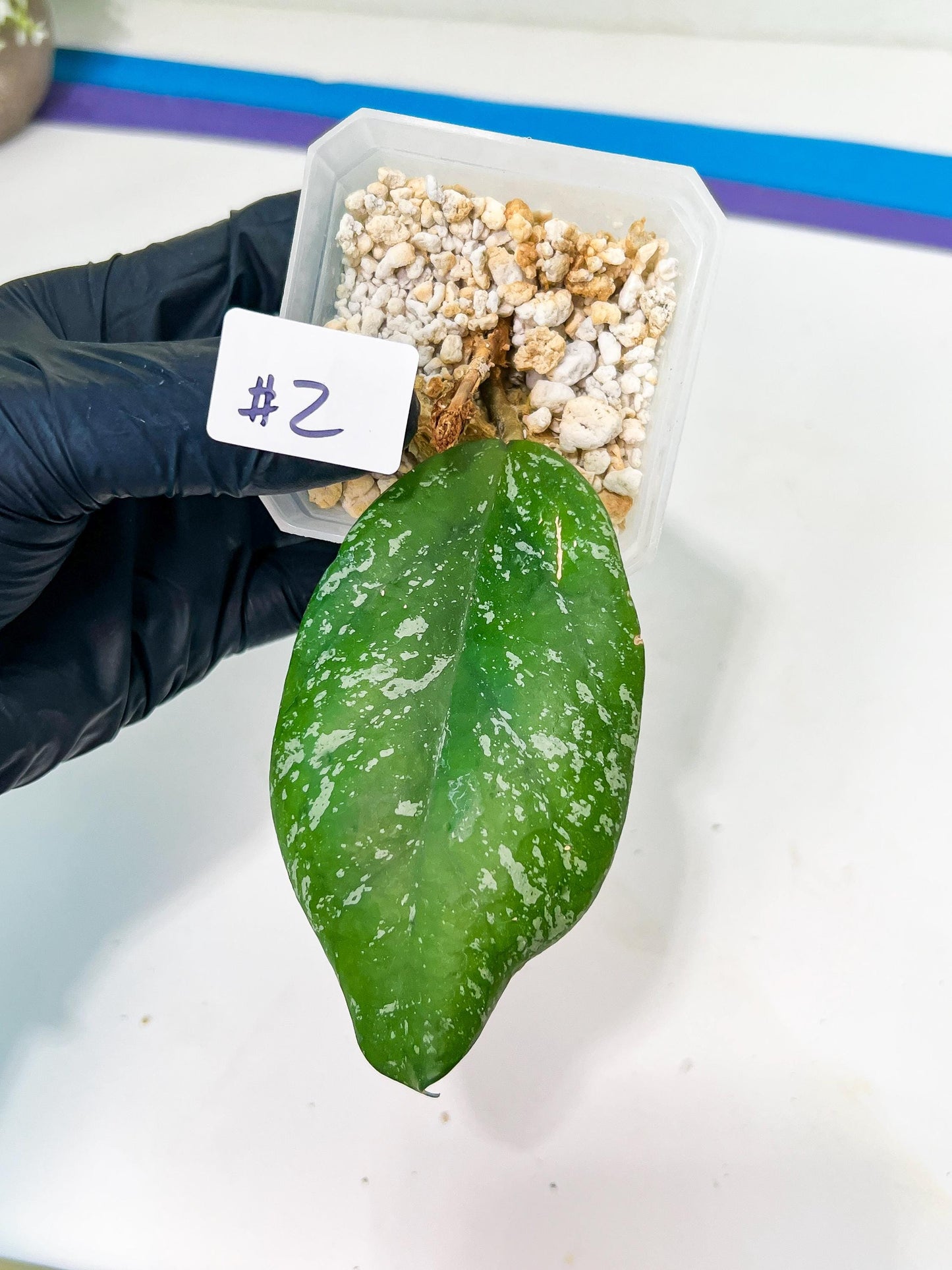 Hoya crassipetiolata Super Splash (#LD) | Imported Hoyas | 2.5" pot Included