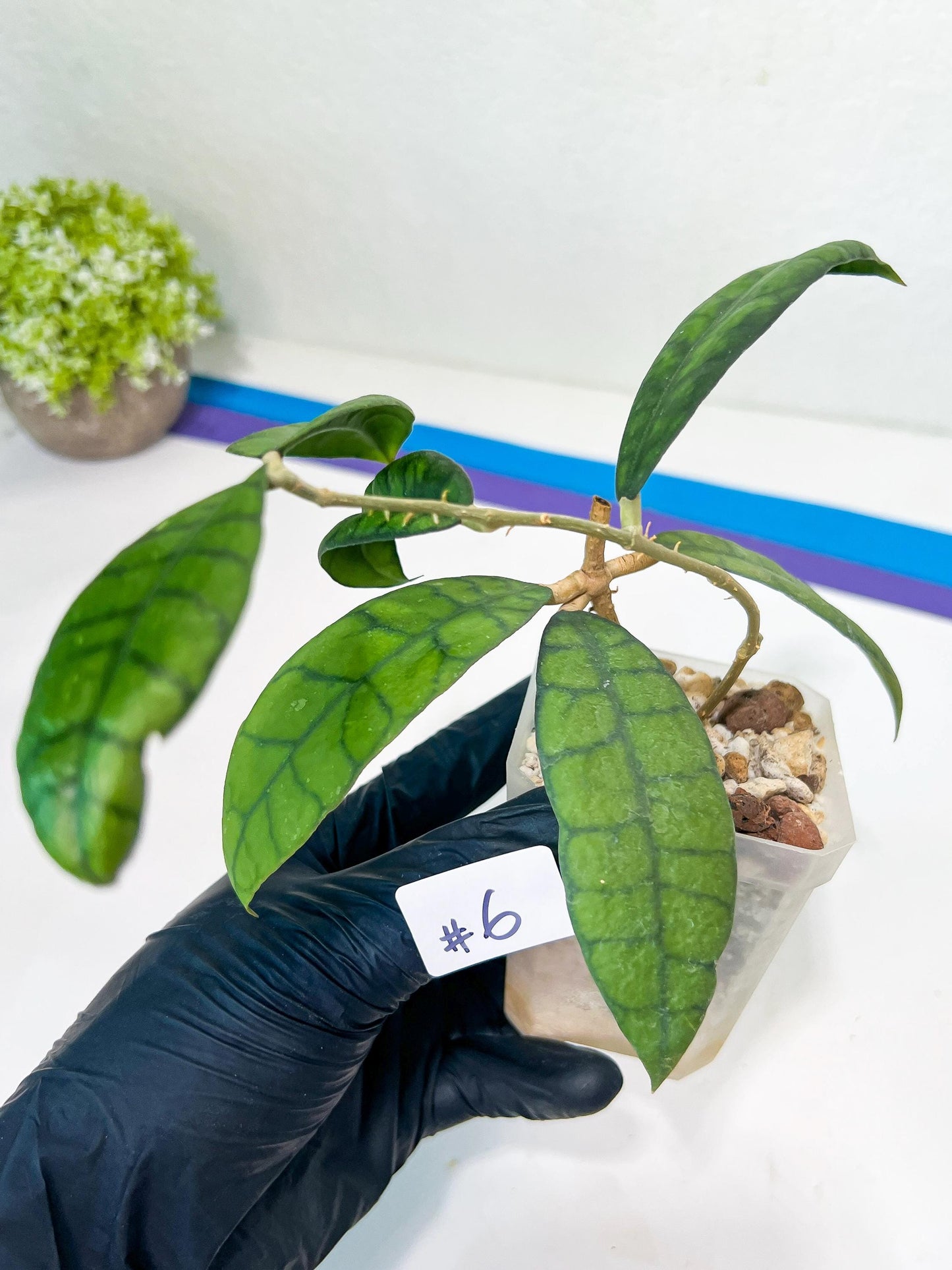 Hoya Callistophylla Short Leaves (#LB5~6) | Rare Imported Hoyas | 2.5" Pot Included