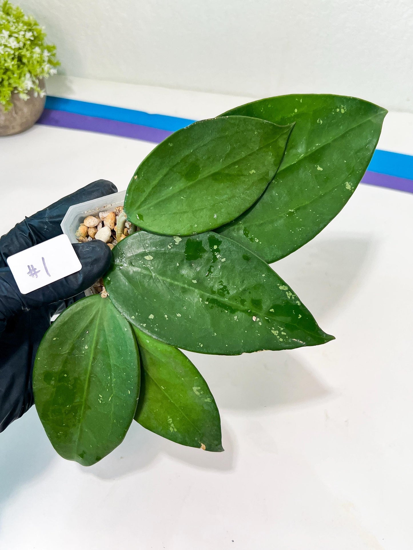 Hoya sp. Ko Chang Island (#LH8~9) | Rare Imported Hoyas | 2.5" pot Included