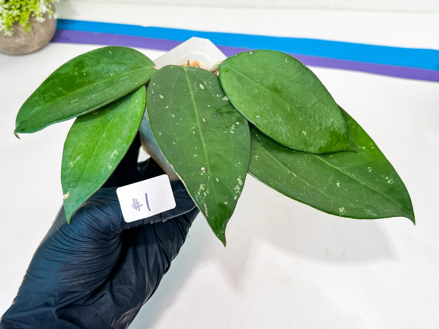 Hoya sp. Ko Chang Island (#LH8~9) | Rare Imported Hoyas | 2.5" pot Included