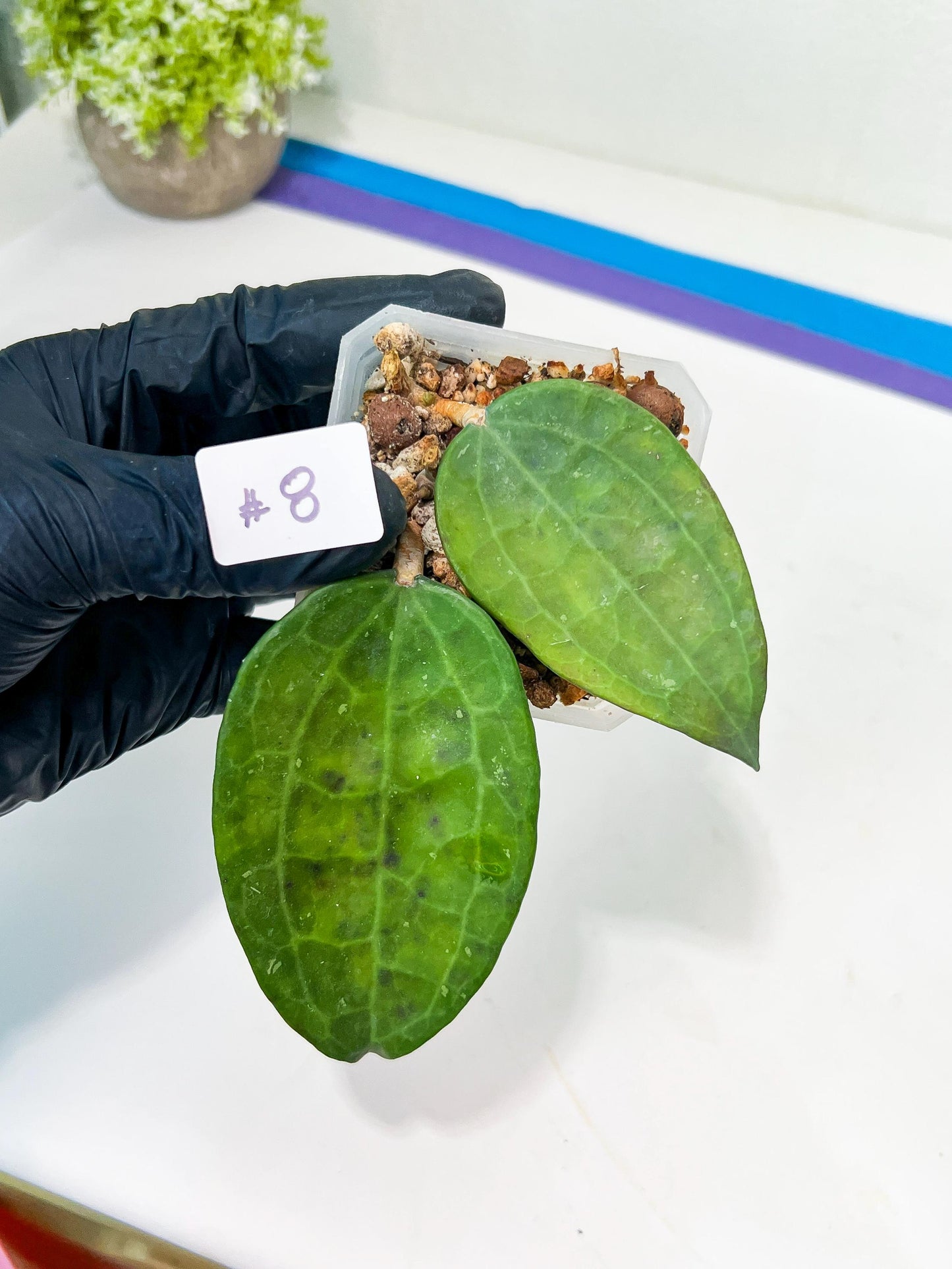 Hoya sp. IV From WMZ (#LH6~8) | Rare Imported Hoyas | 2.5" pot Included