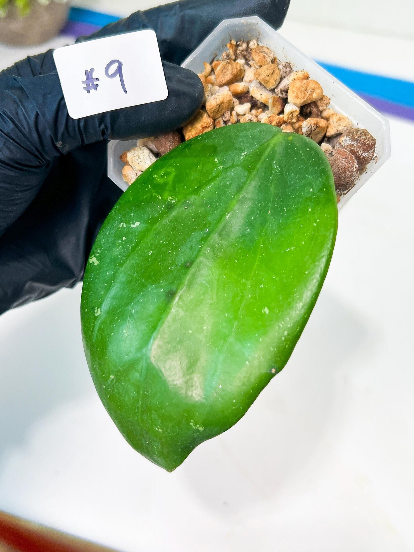 Hoya sp. IV From WMZ (#LH6~8) | Rare Imported Hoyas | 2.5" pot Included