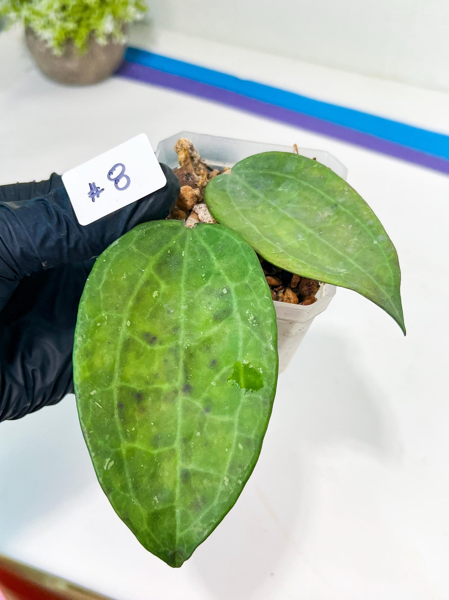 Hoya sp. IV From WMZ (#LH6~8) | Rare Imported Hoyas | 2.5" pot Included