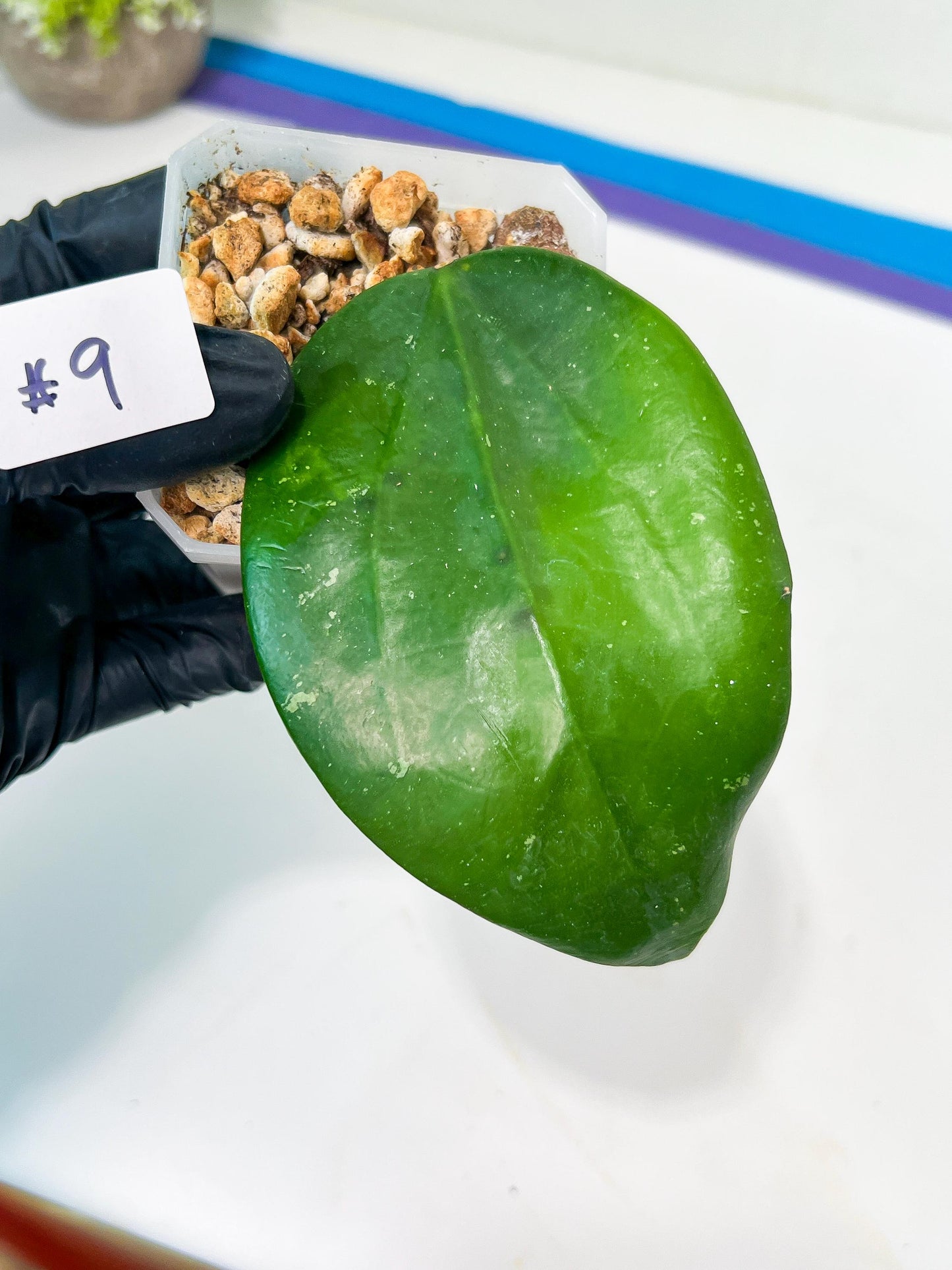 Hoya sp. IV From WMZ (#LH6~8) | Rare Imported Hoyas | 2.5" pot Included