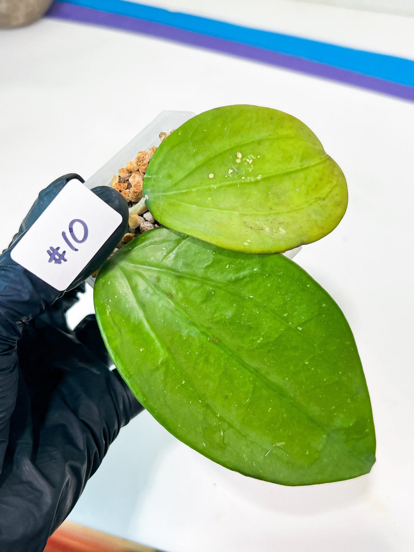 Hoya sp. IV From WMZ (#LH) | Rare Imported Hoyas