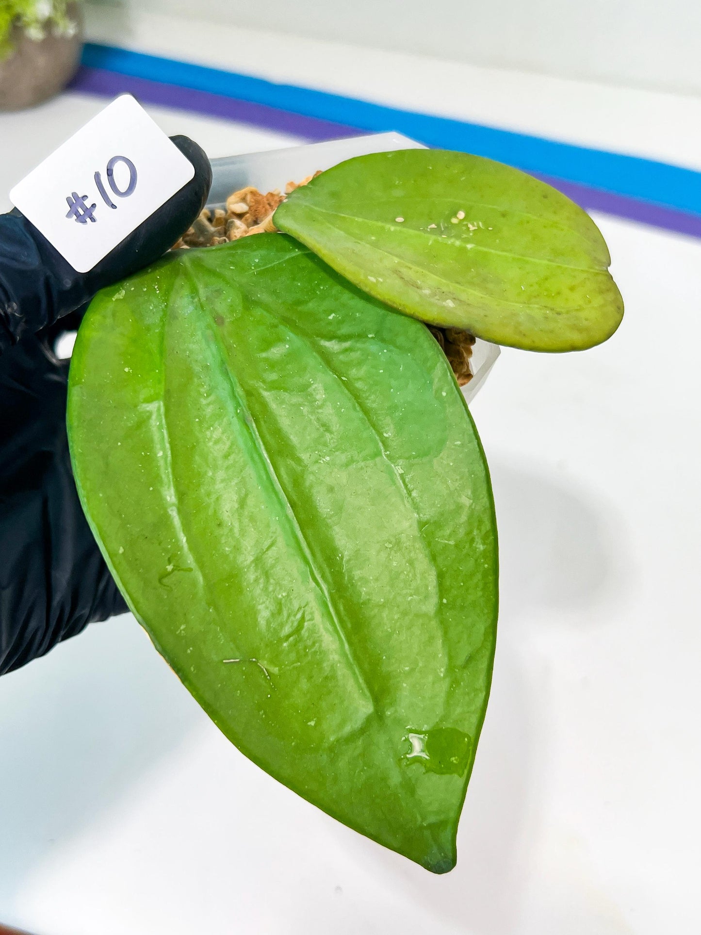 Hoya sp. IV From WMZ (#LH6~8) | Rare Imported Hoyas | 2.5" pot Included
