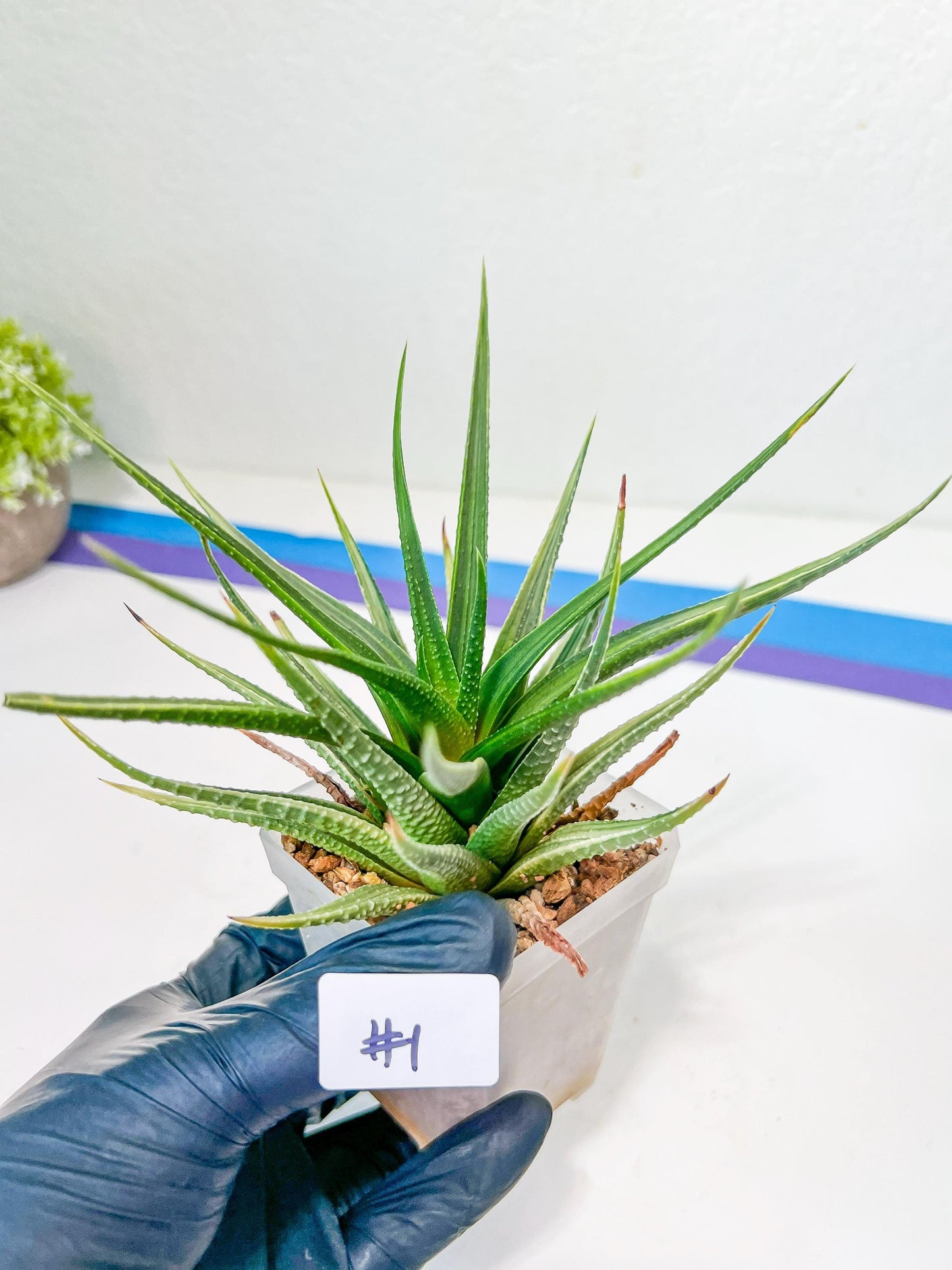 Haworthia Aura (Y7) | Impored Haworthia