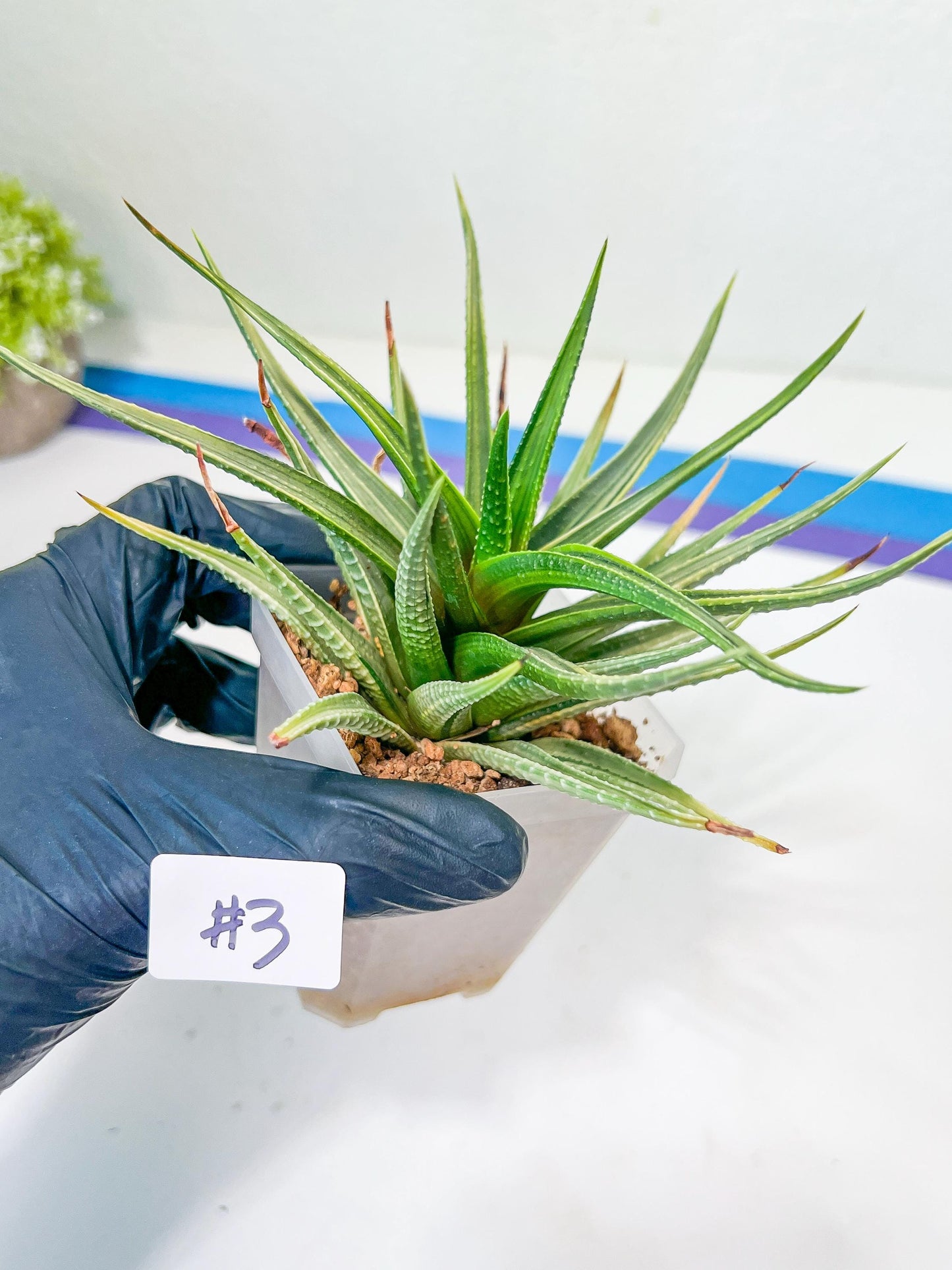 Haworthia Aura (Y7) | Impored Haworthia