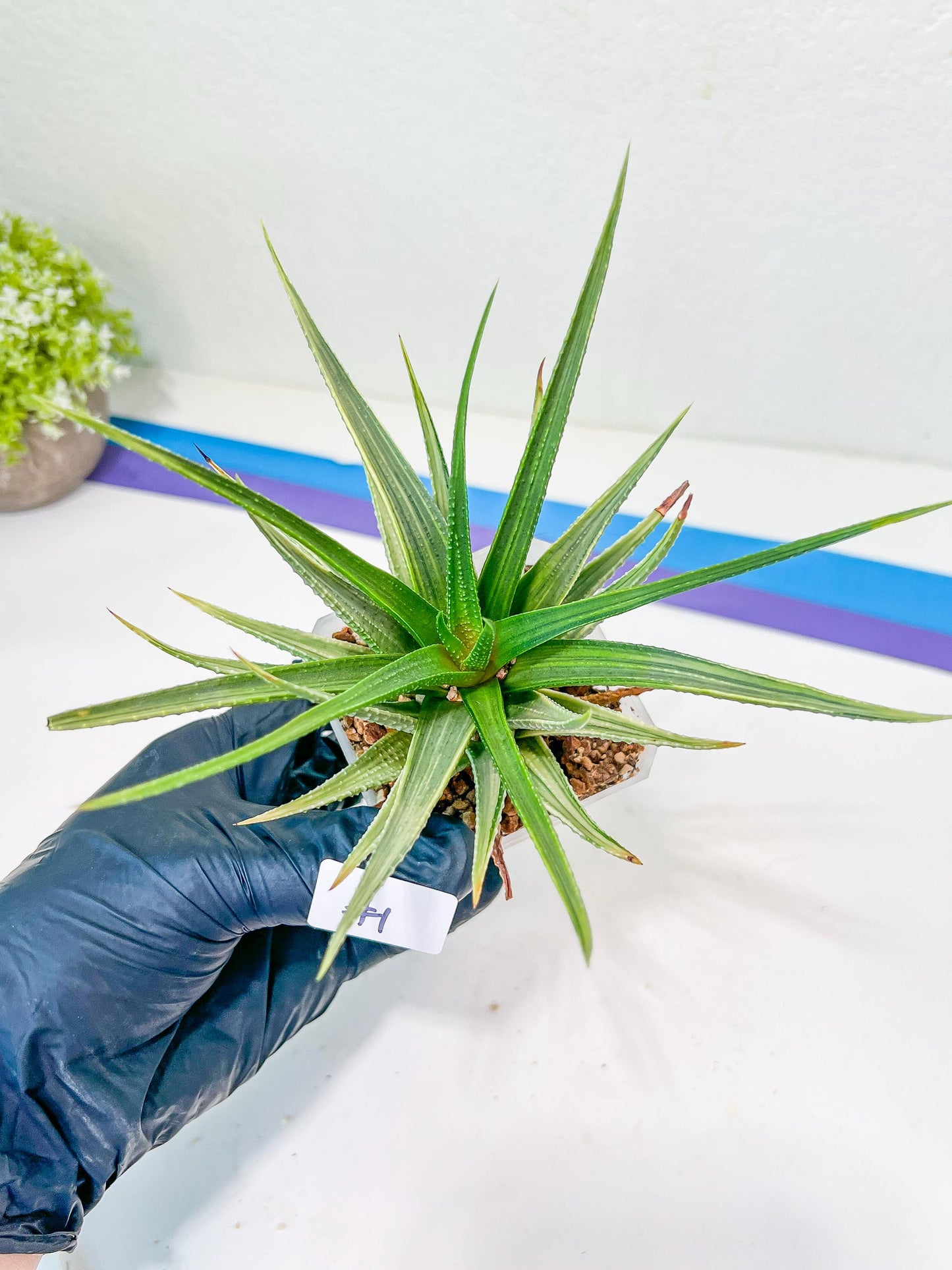 Haworthia Aura (Y7) | Impored Haworthia