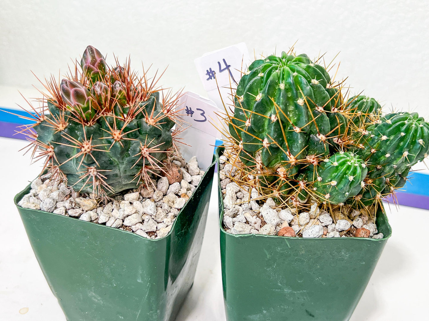 Rare Cactus Collections (C3)(1~8) | Plant names listed in descriptions | 3.5Pot