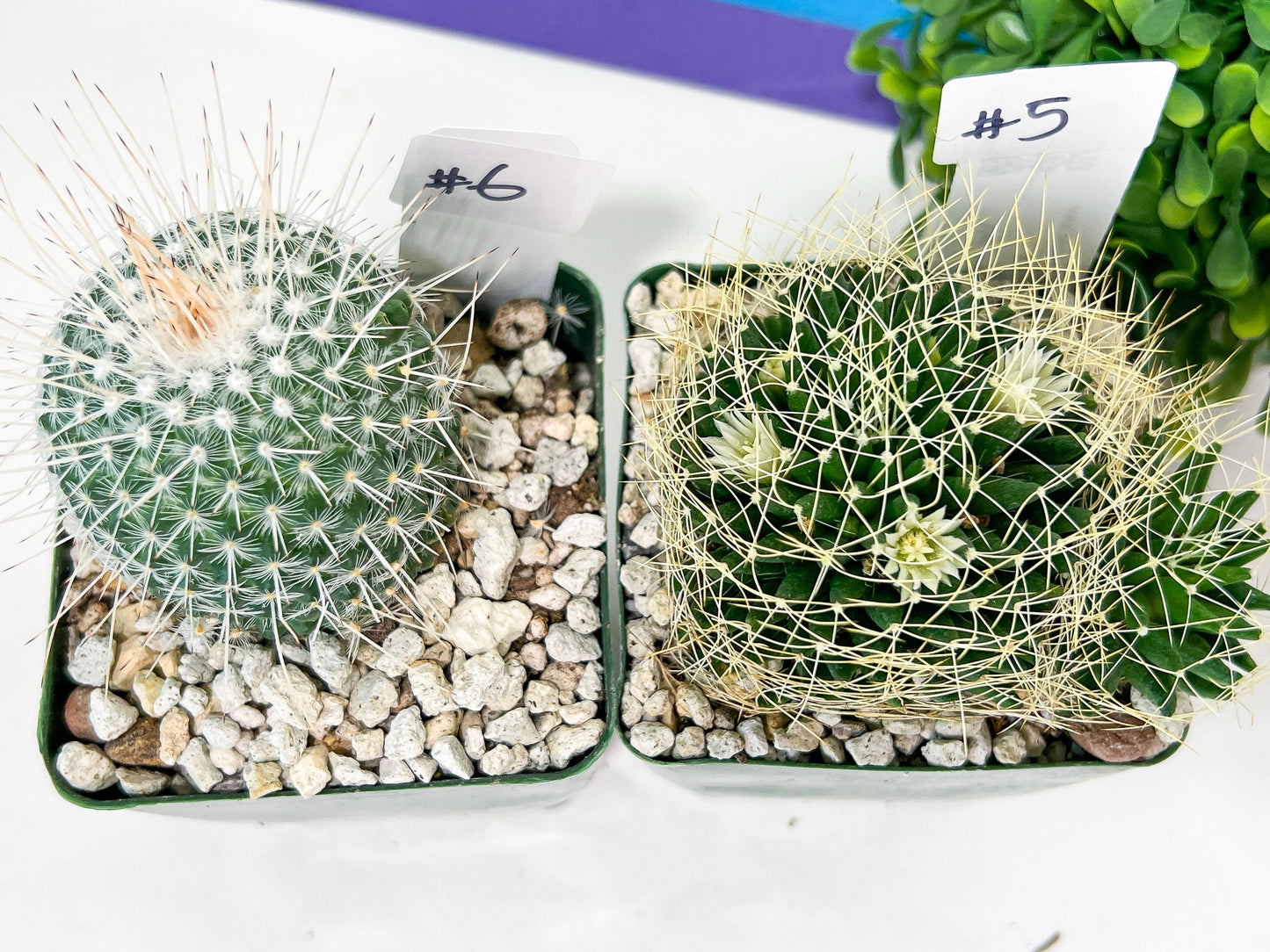 Rare Cactus Collections (C3)(1~8) | Plant names listed in descriptions | 3.5Pot