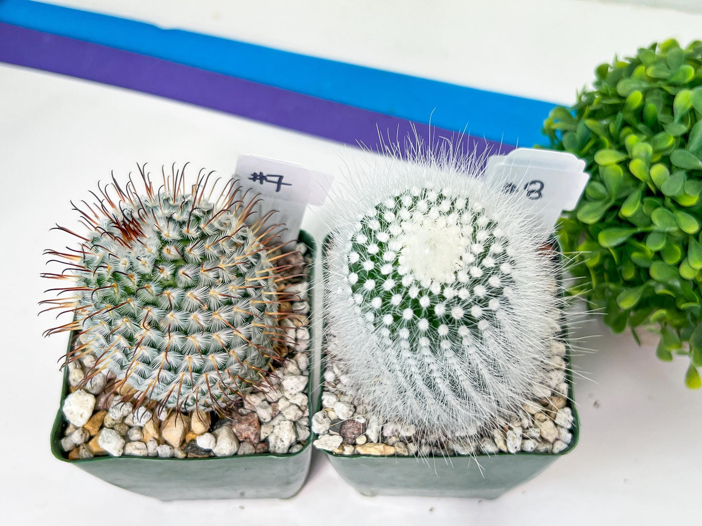 Rare Cactus Collections (C3)(1~8) | Plant names listed in descriptions | 3.5Pot