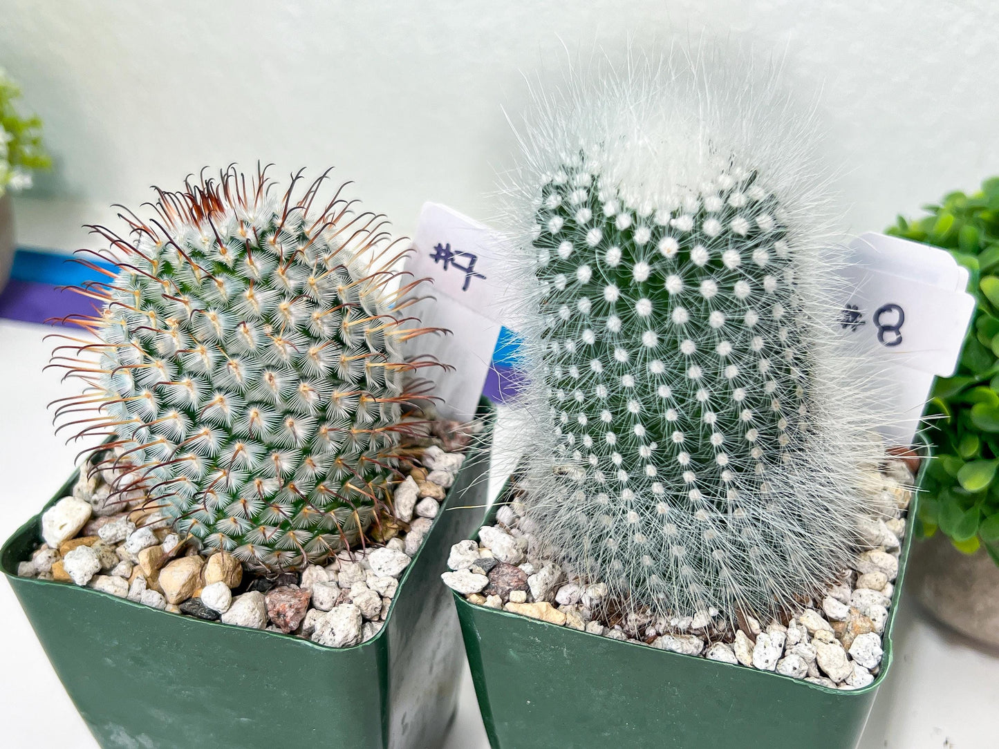 Rare Cactus Collections (C3)(1~8) | Plant names listed in descriptions | 3.5Pot