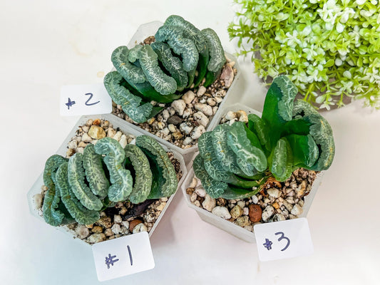 Haworthia Hybrid Shoubing (#HY1) | Imported Succulent | Hong Kong Rare Species