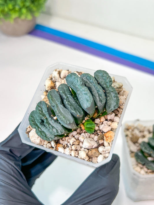 Haworthia Yang Cheng (#HY2) | Imported Succulent | Hong Kong Rare Species