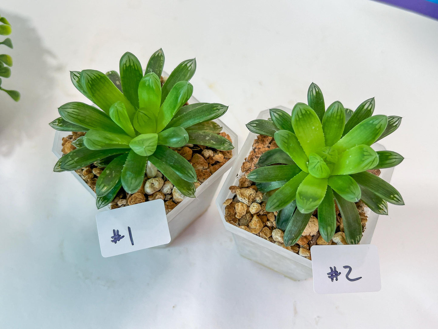 Haworthia Obtuse cv. Amber (#Y1) | Ideal for indoor pots
