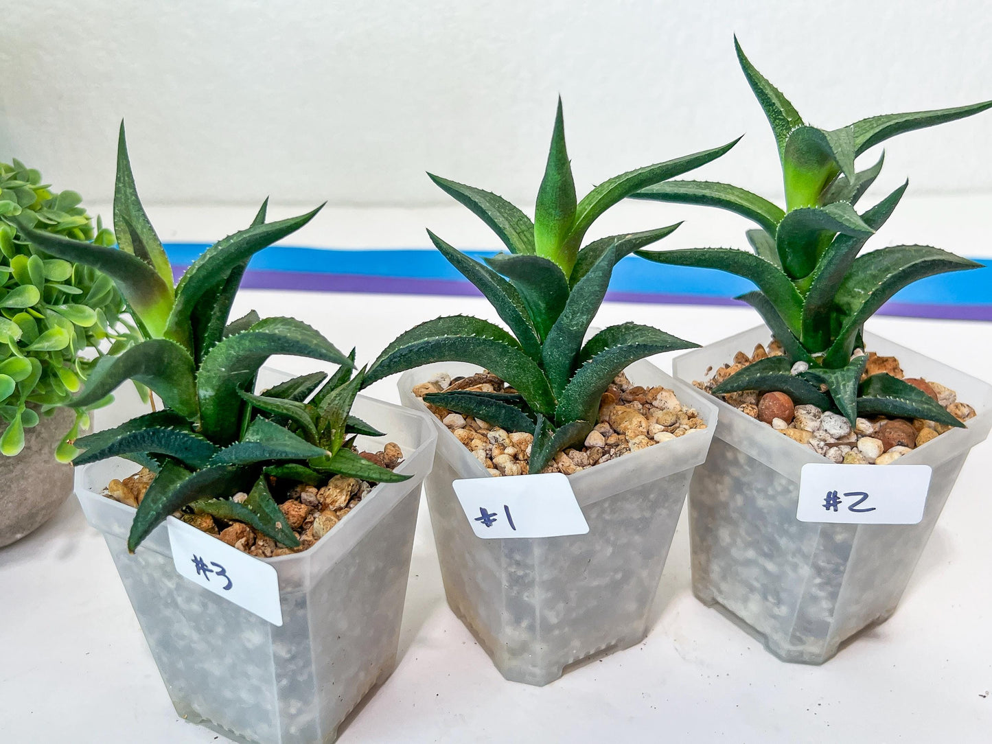 Haworthia Catevala Tessellata (Y6)) | Rare Imported Succulents