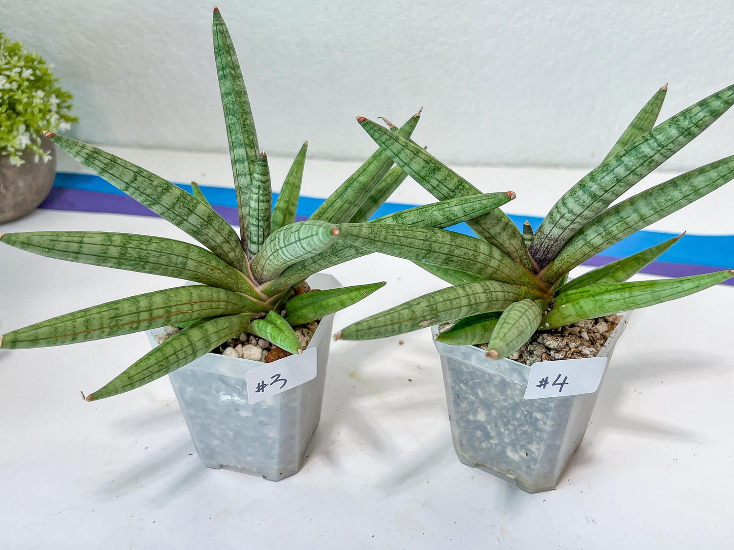 Sansevieria Red Cheek (#A5) | New type of Imported Hybrids