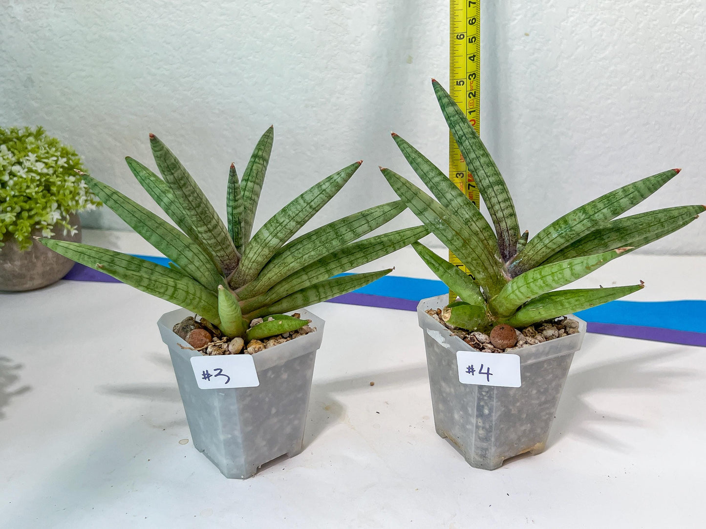 Sansevieria Red Cheek (#A5) | New type of Imported Hybrids