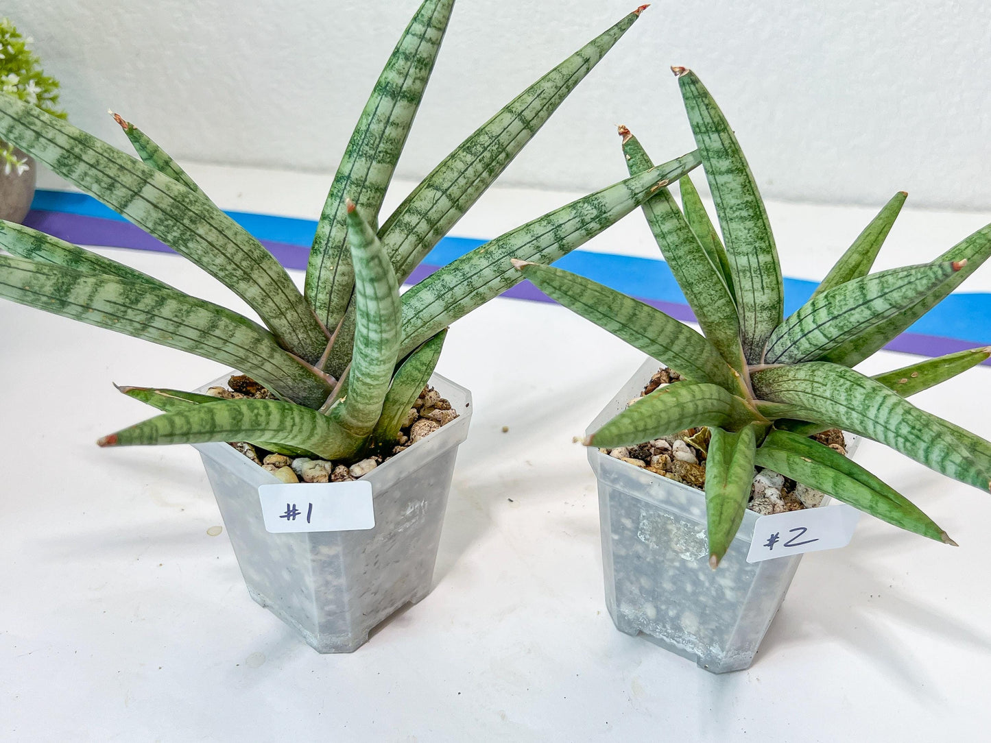 Sansevieria Red Cheek (#A5) | New type of Imported Hybrids