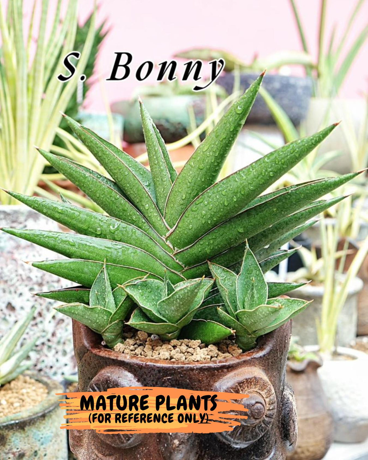 Sansevieria Bonny (Ha5) (15) | Imported