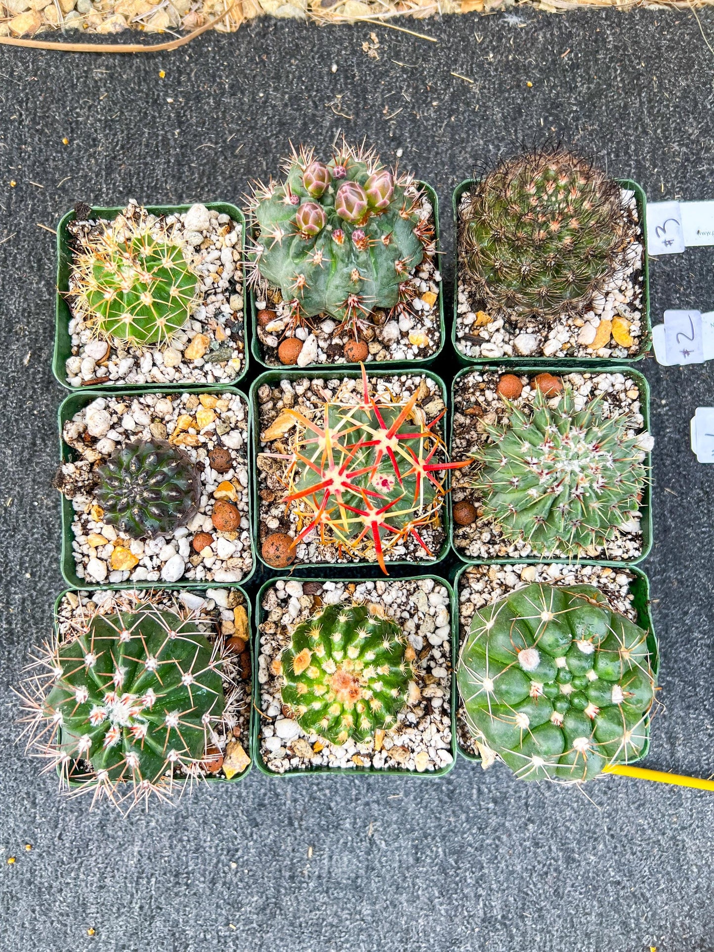 Rare Cactus Collections (C1)(1~9) | Plant names listed in descriptions | 3.5Pot