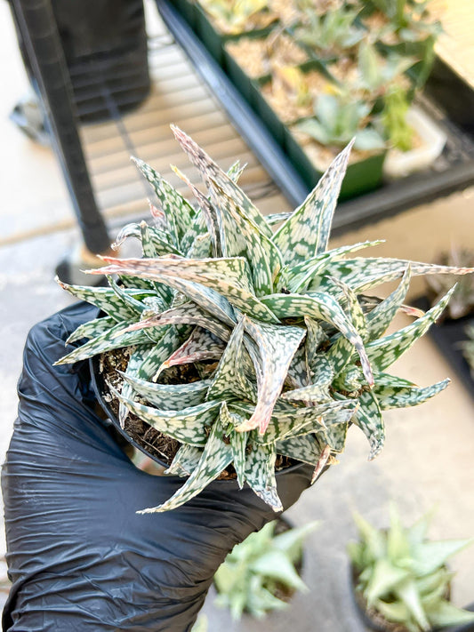 Aloe Star Blizzard | Rare aloe plant | Rare succulent | 3.5" Planter