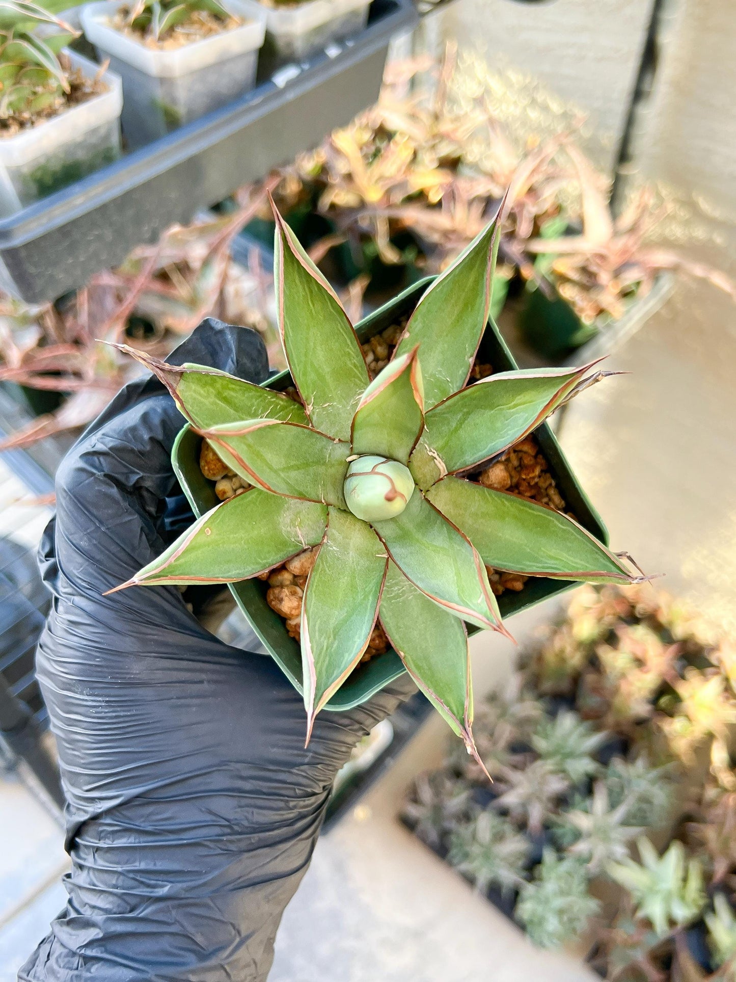 Agave Blue Glow | Imported Rare Agave | 4" Planter