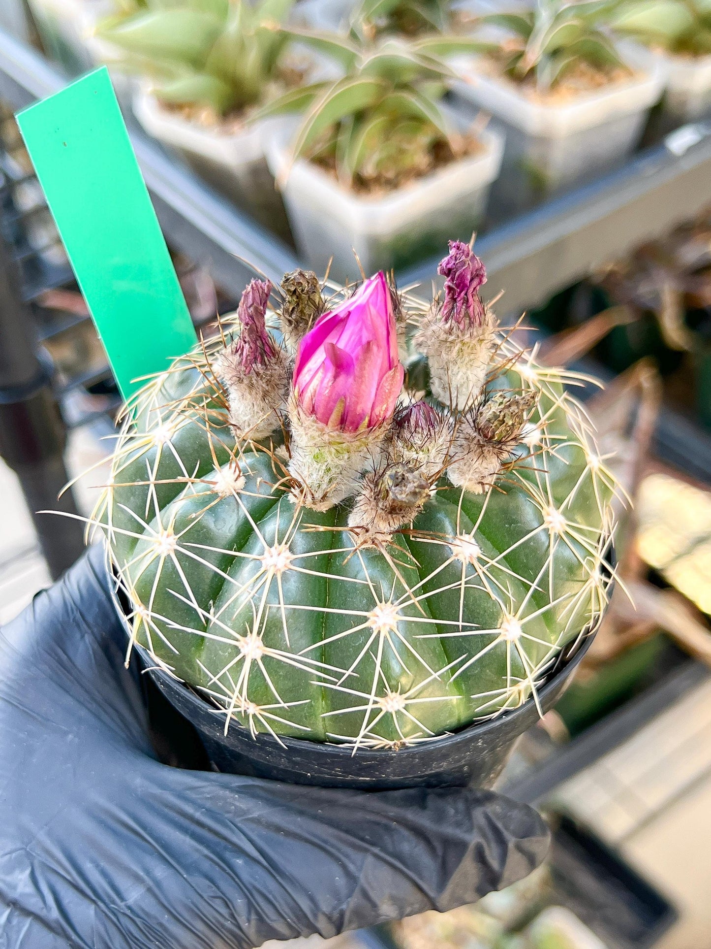 Notocactus Uebelmannianus | Rare succulent | 3.5" Planter