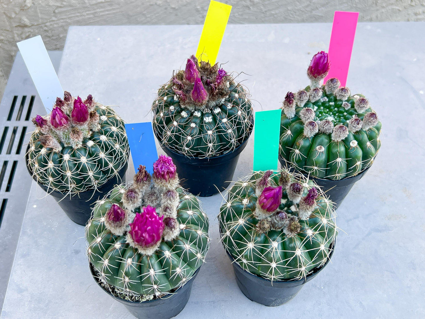 Notocactus Uebelmannianus | Rare succulent | 3.5" Planter