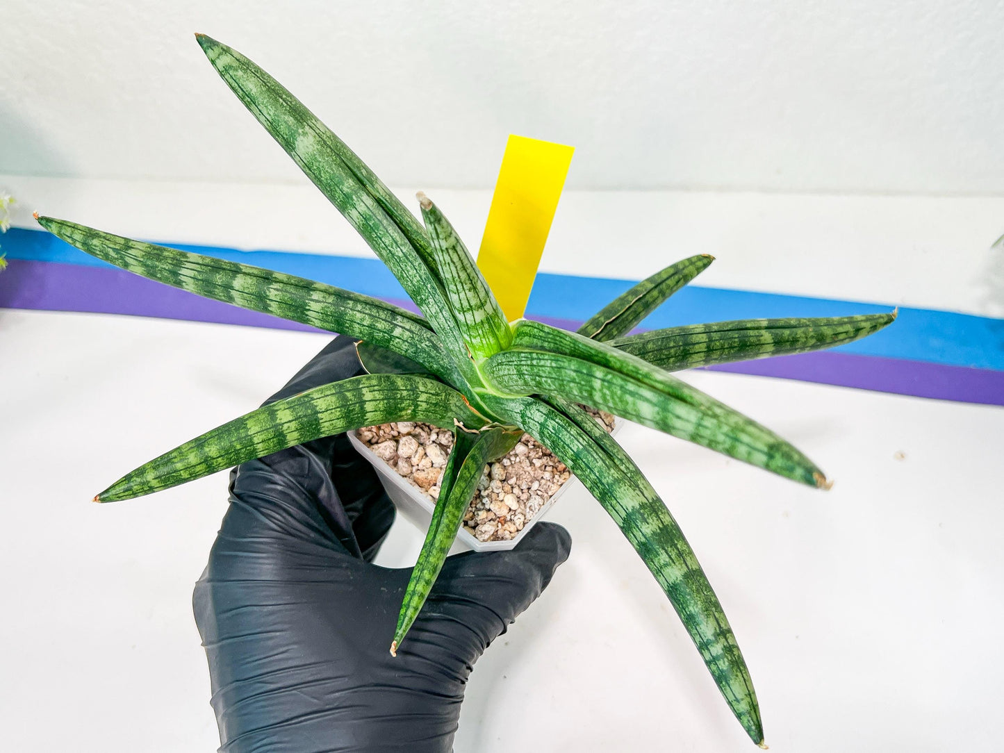 Sansevieria Baobun Jin (#C8) | Rare Imported Snake Plant