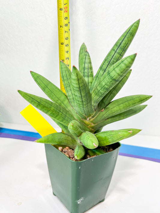Sansevieria Mr. Hook XXL (C1) (Yellow) | Imported Plant