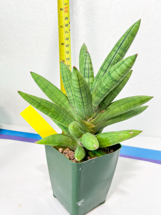 Sansevieria Mr. Hook XXL (C1) (Yellow) | Imported Plant