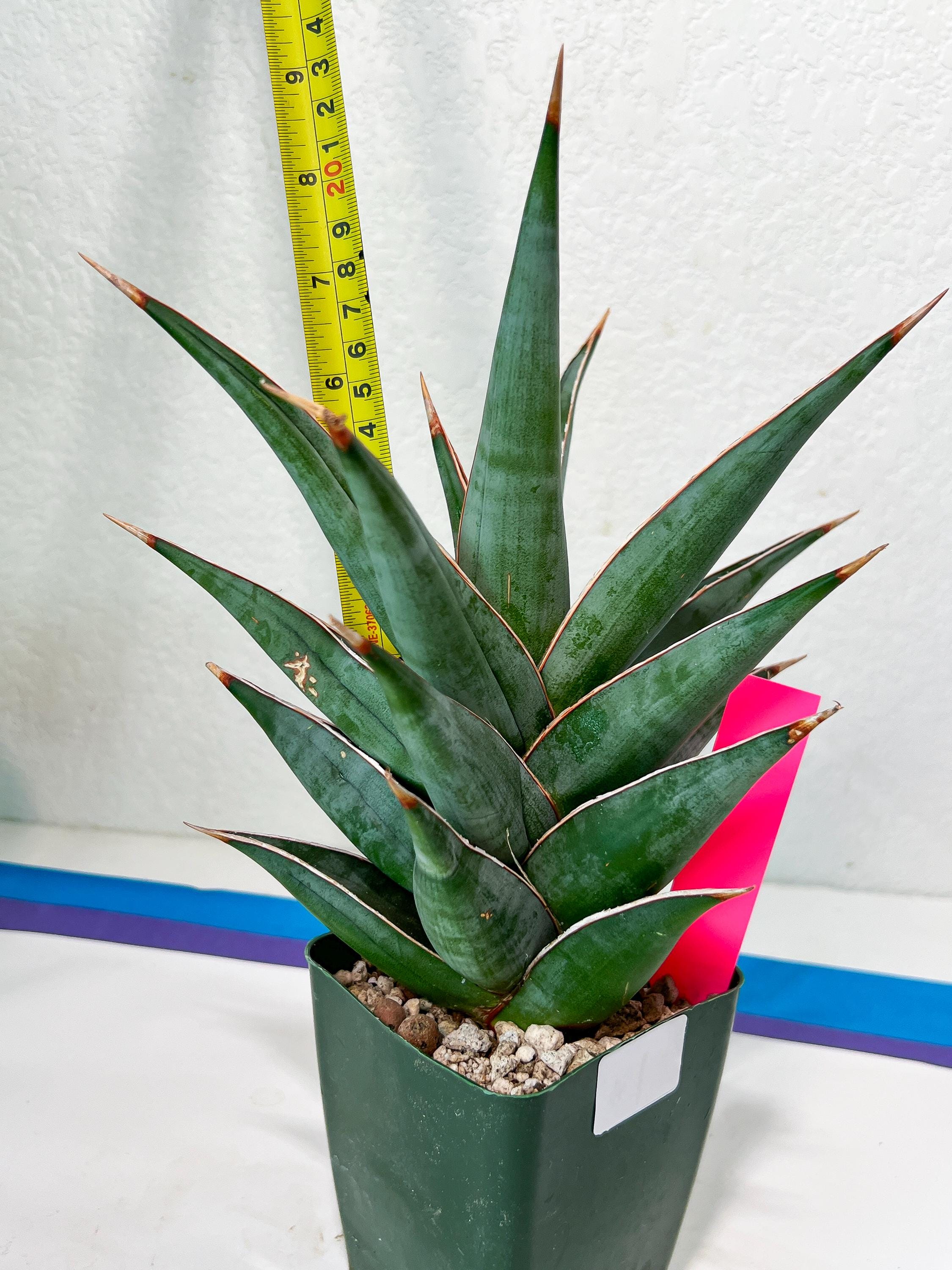 Sansevieria Pinguicula Jambo (#C2) | Discover Your One-of-a-Kind Plant