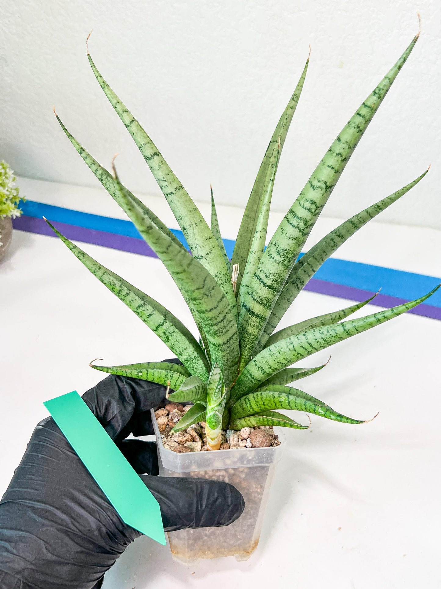 Sansevieria Dife blue (#AC63) | New Imported Hybrids