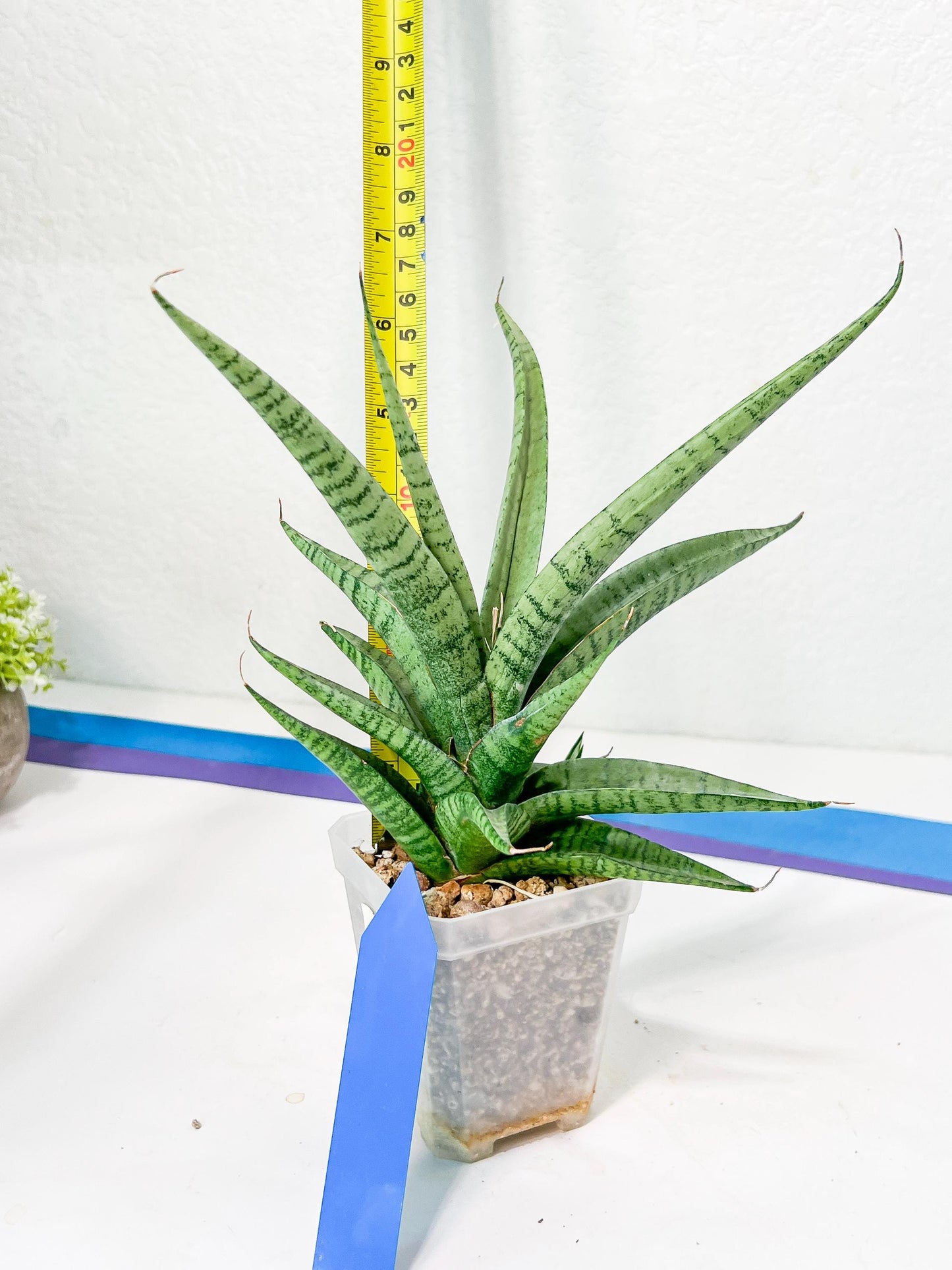 Sansevieria Dife blue (#AC63) | New Imported Hybrids