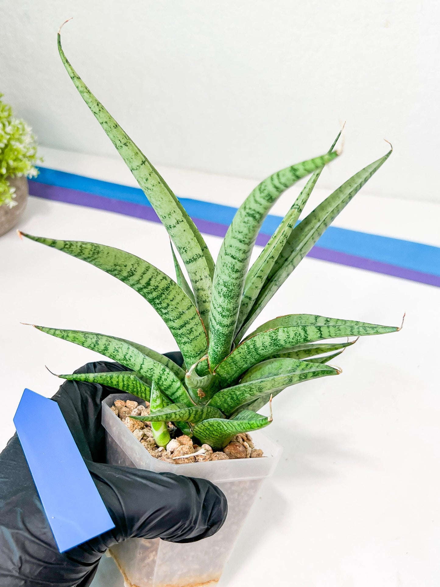 Sansevieria Dife blue (#AC63) | New Imported Hybrids