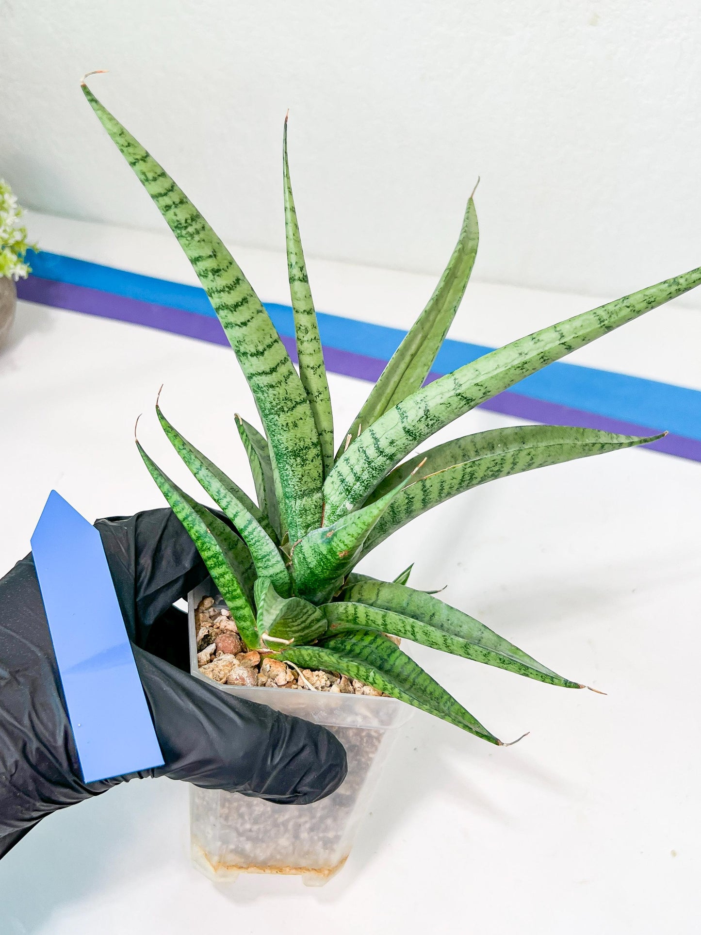 Sansevieria Dife blue (#AC63) | New Imported Hybrids