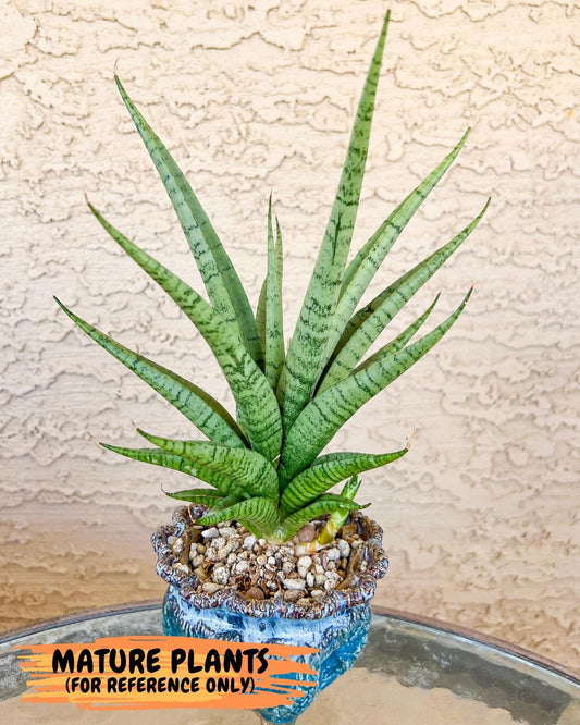 Sansevieria Dife blue (cj1) (12) | Rare Import