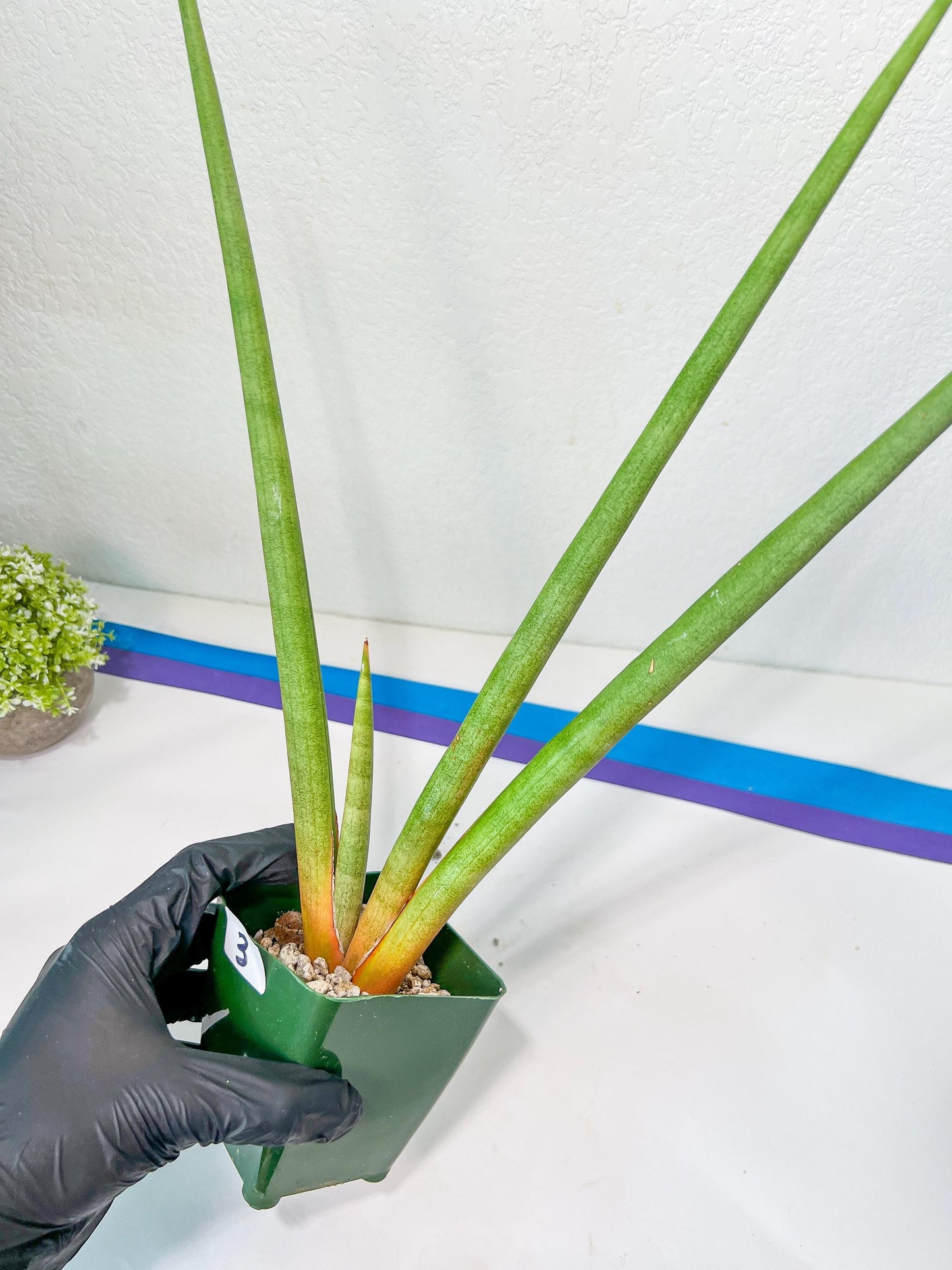 Sanseviera Flamingo XL (D1) | Imported Hybrids