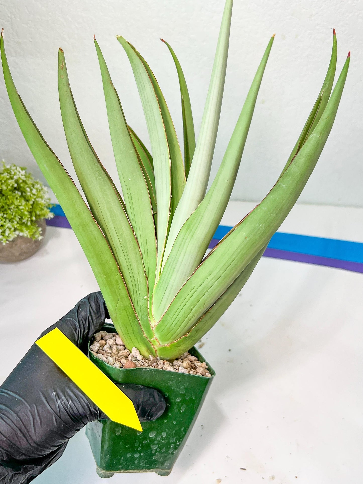 Sansevieria Chao Praya XL (#D1) | Imported Plants | Rare Hybrid Species